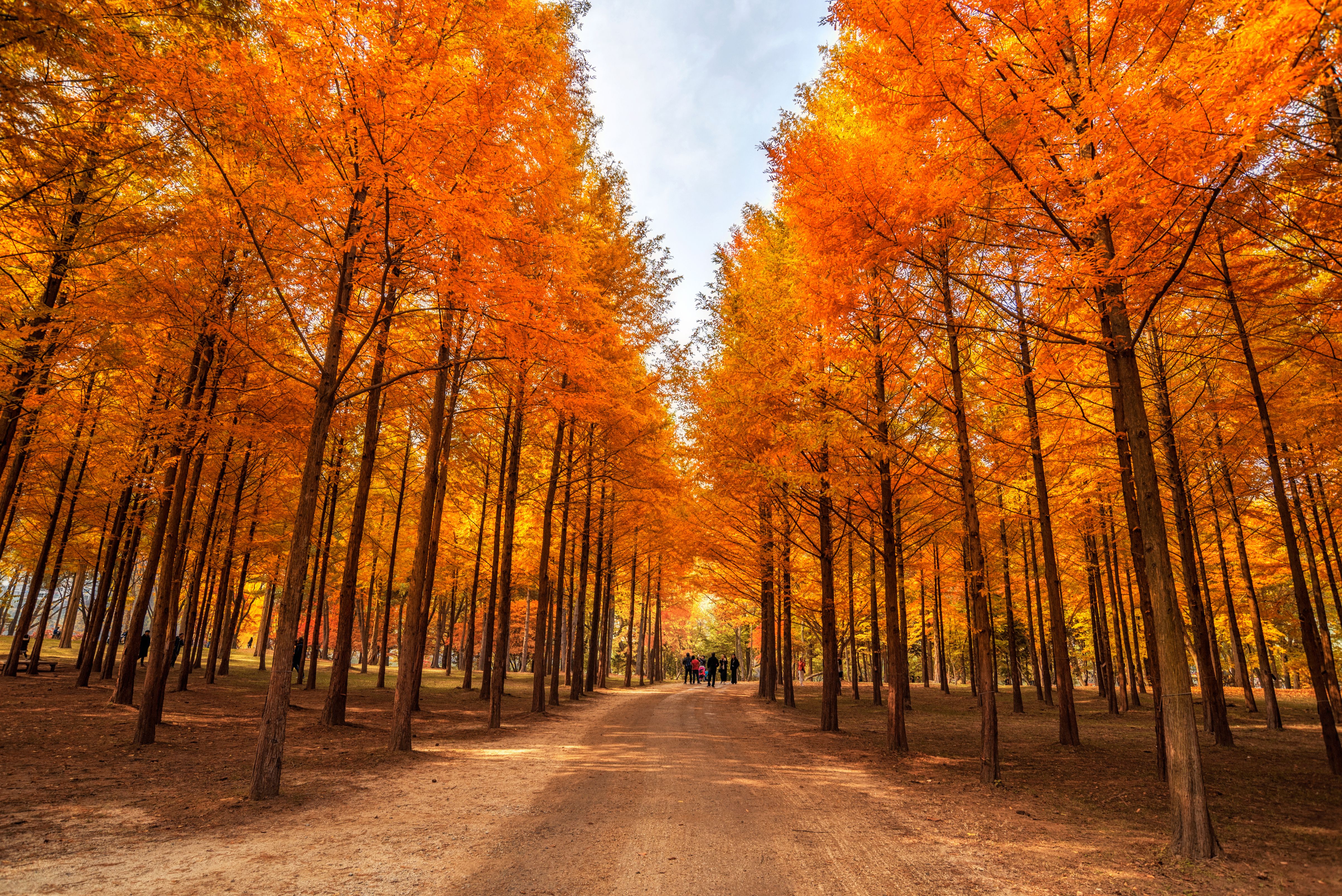 Nami Island, Garden of Morning Calm, Petite France, Railbike Tour - Photo 1 of 10